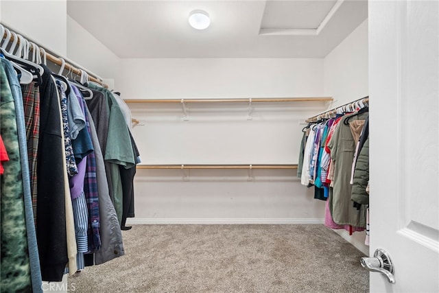 spacious closet featuring carpet and attic access