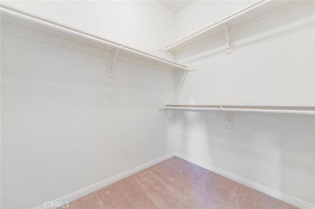 spacious closet featuring carpet