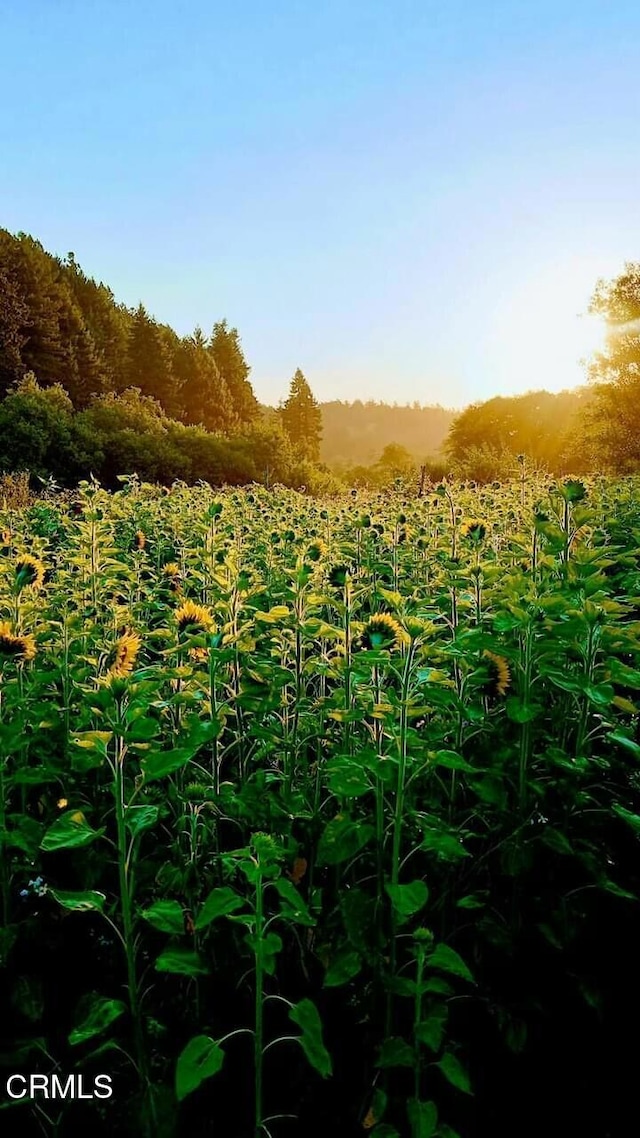 view of nature featuring a rural view