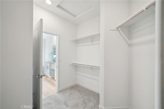 walk in closet with attic access and light colored carpet