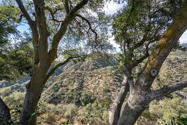 view of local wilderness with a wooded view