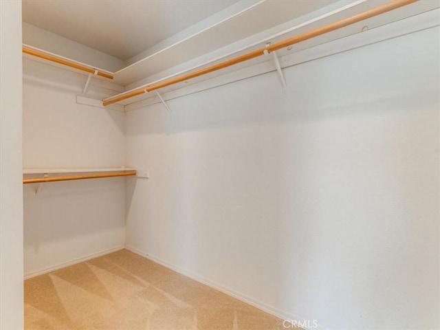 walk in closet with light carpet