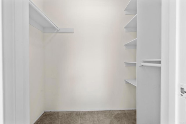 walk in closet with carpet flooring