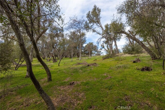 view of local wilderness