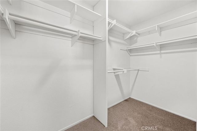 spacious closet with carpet flooring