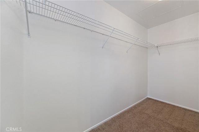 spacious closet with carpet flooring