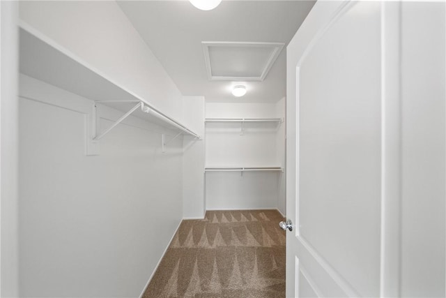 walk in closet featuring attic access and carpet