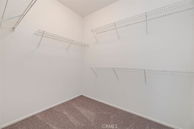 walk in closet featuring carpet floors