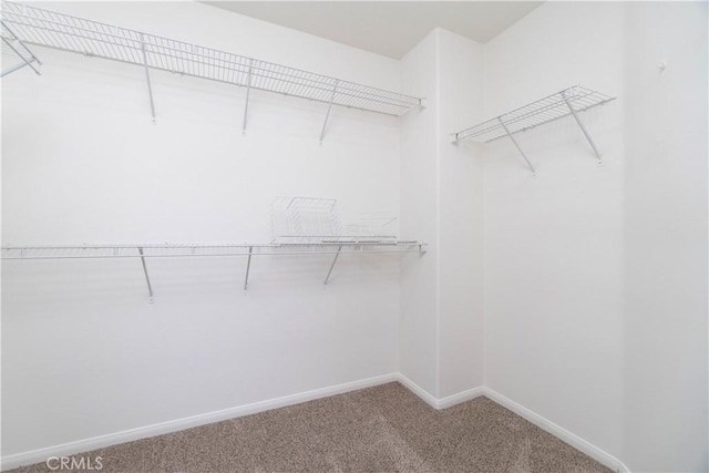 spacious closet featuring carpet