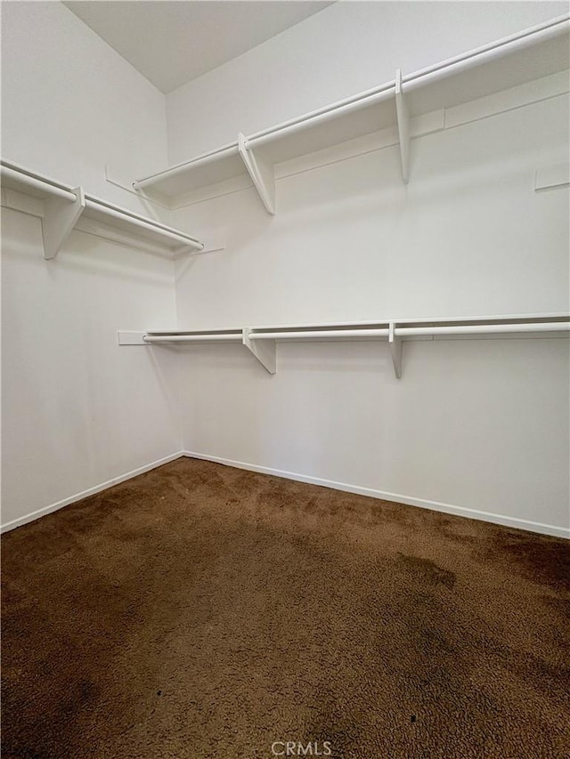 walk in closet featuring carpet flooring