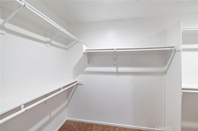 walk in closet with carpet floors