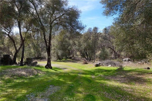 view of yard with a wooded view