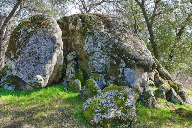 view of local wilderness