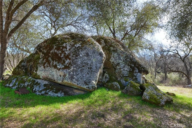 view of local wilderness