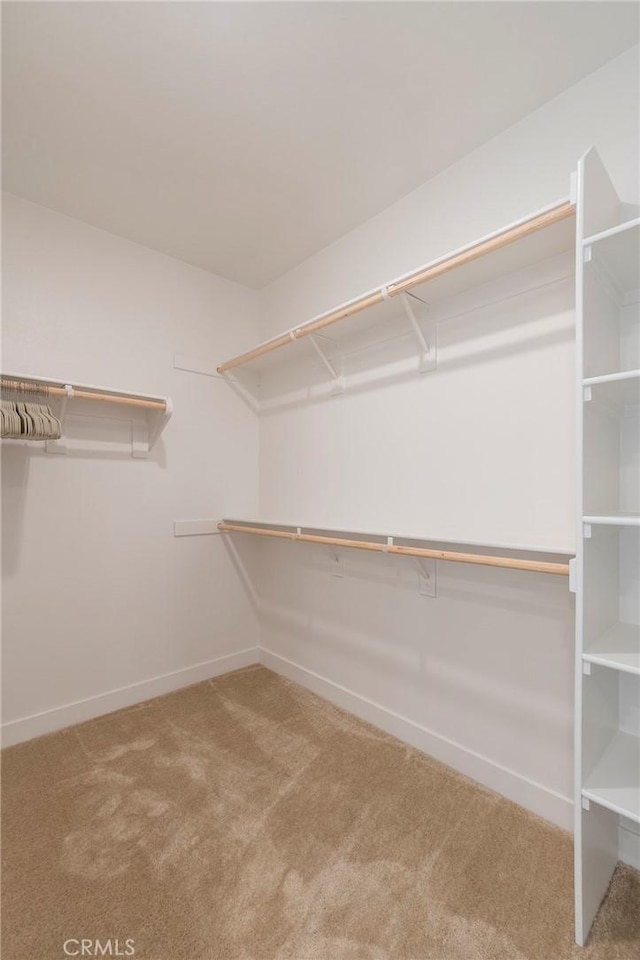 spacious closet featuring carpet floors