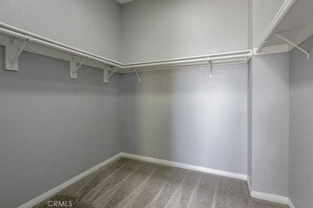 walk in closet featuring carpet