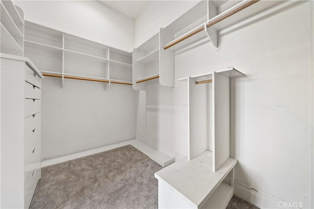 walk in closet featuring carpet flooring