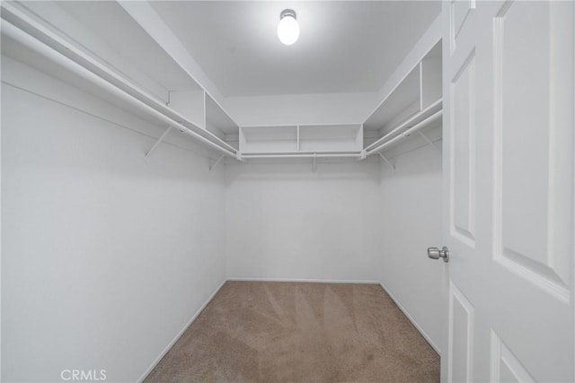 walk in closet featuring carpet floors