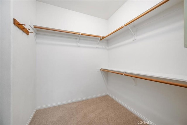 spacious closet featuring carpet floors