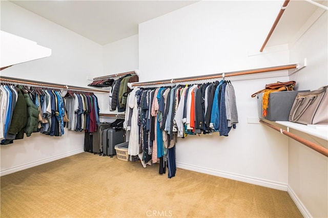 spacious closet featuring carpet flooring