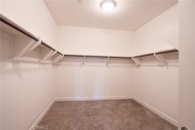 spacious closet with carpet