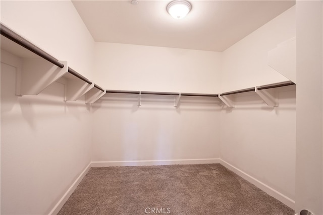 spacious closet with carpet floors