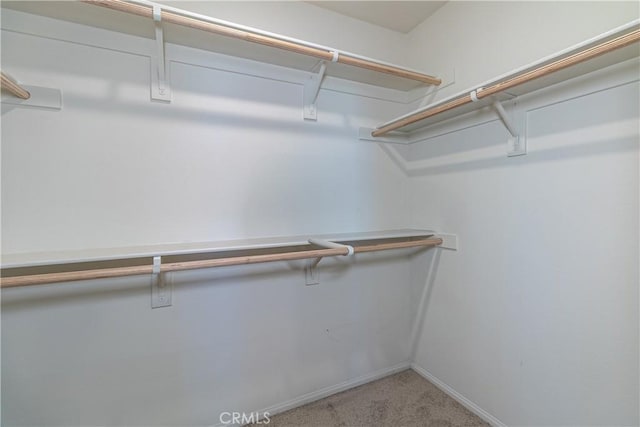 spacious closet featuring carpet