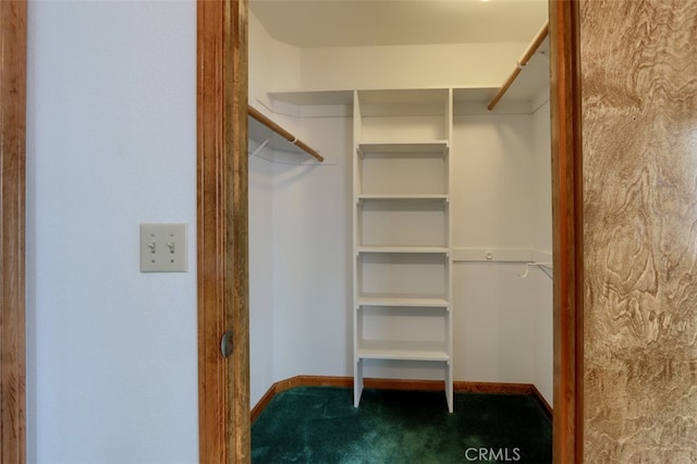 spacious closet featuring carpet