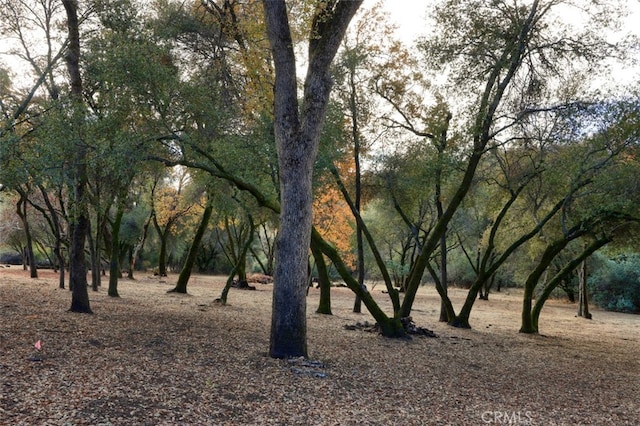 view of local wilderness