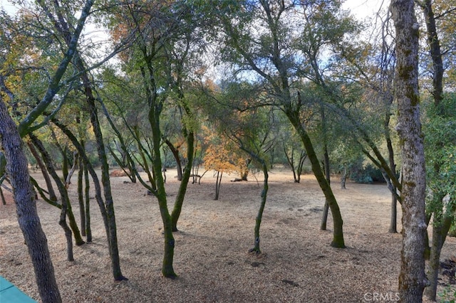 view of local wilderness