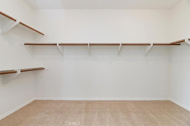 walk in closet featuring carpet flooring