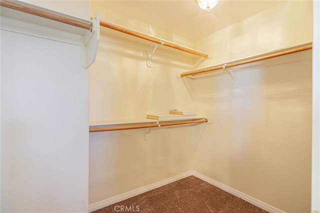 walk in closet featuring carpet floors