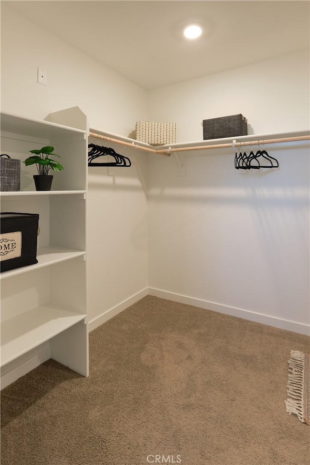 walk in closet featuring carpet flooring