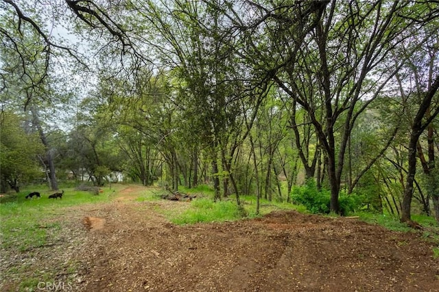 view of local wilderness featuring a forest view