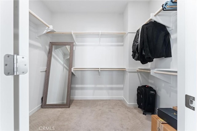 walk in closet with carpet flooring