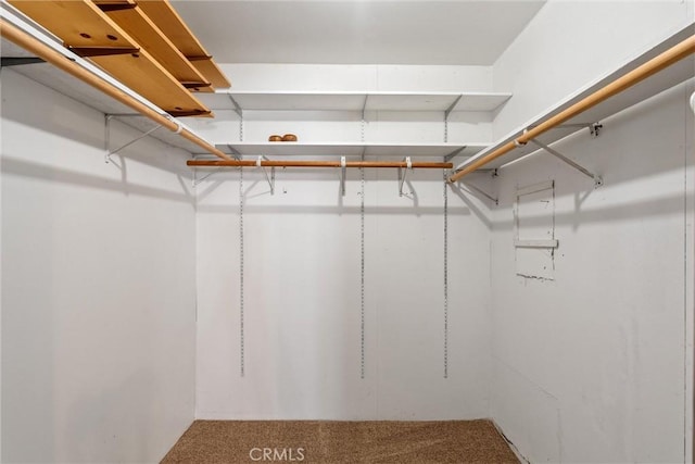 spacious closet featuring carpet floors