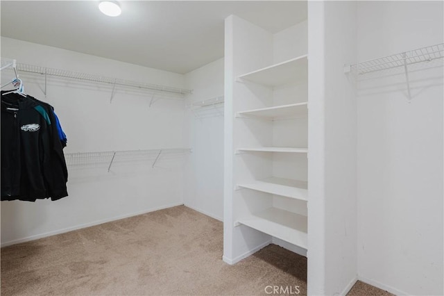 walk in closet with carpet flooring