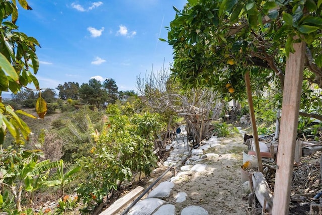 1367 Corona, Bonita, CA 91902 - view of yard