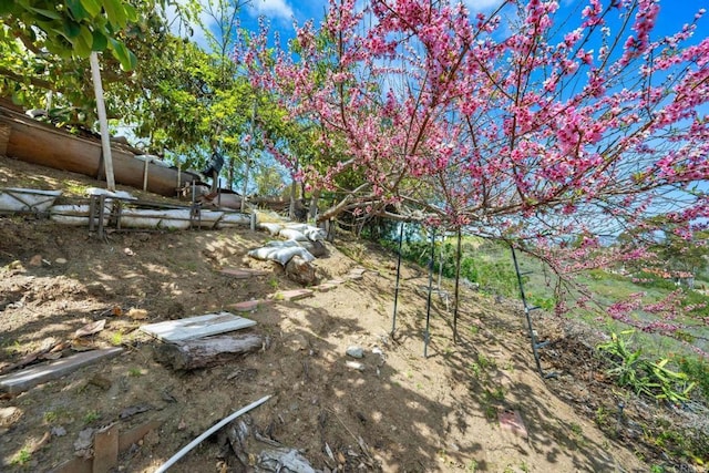 1367 Corona, Bonita, CA 91902 - view of yard
