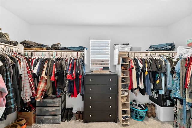 walk in closet featuring carpet