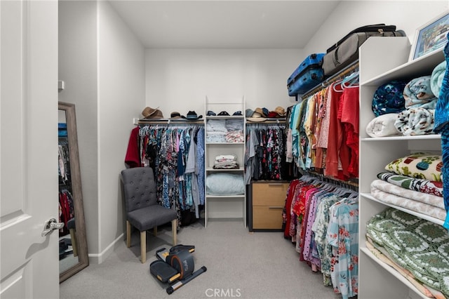 walk in closet with carpet floors