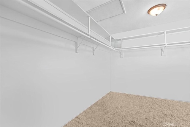 spacious closet featuring carpet floors