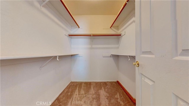 spacious closet featuring carpet flooring