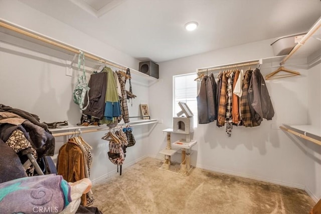 spacious closet with carpet flooring