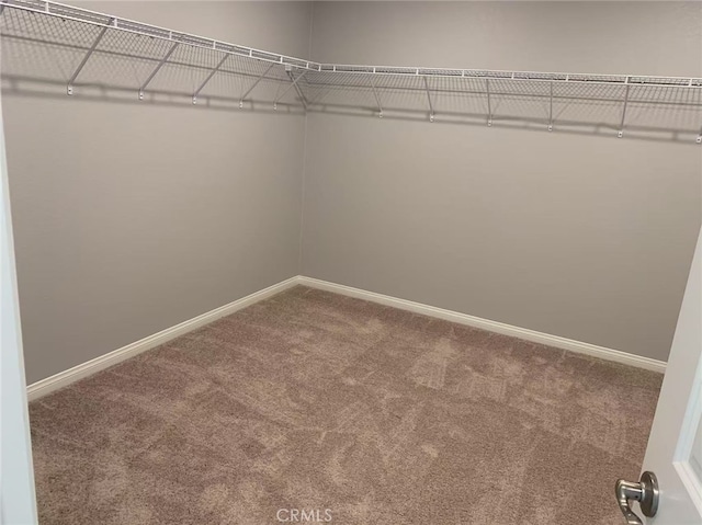 walk in closet with carpet floors