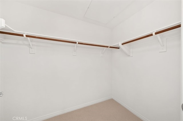 walk in closet featuring light colored carpet