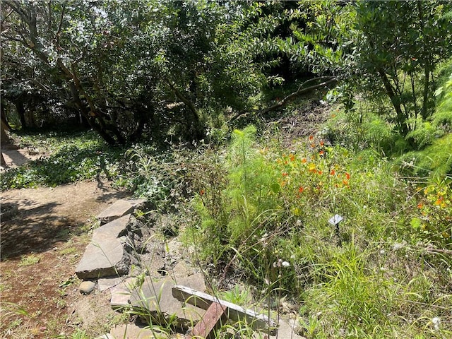 view of local wilderness
