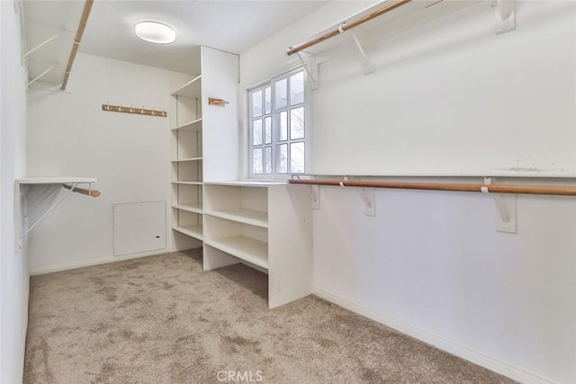 walk in closet with carpet floors