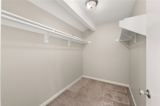 spacious closet featuring carpet