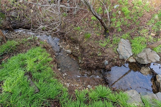 view of local wilderness